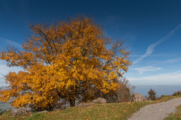 Amazing autumn landscape under Mount Rigi, Alps, Switzerland 