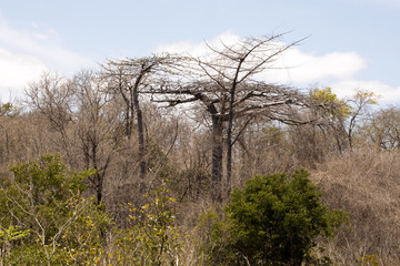 Fototapeta na wymiar Diego Suarez Baobab, Adansonia suarezensis, Ankarana reservation, Madagascar