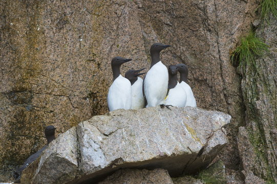 Common Murres ( Guillemots) (Uria aalge), Cape Achen, Chukotka, Russia