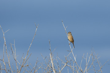 ホオジロ雌(Meadow Bunting)