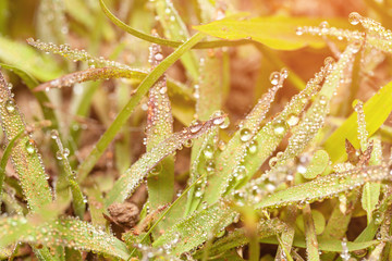 Fresh green grass with dew drops close up