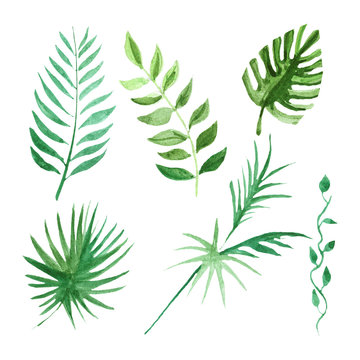 Tropical leaves set Watercolor image