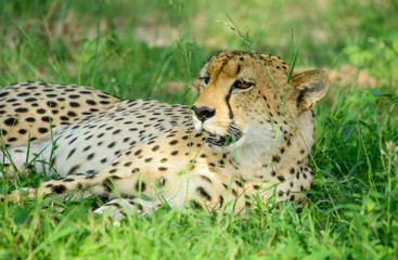 Fototapeta na wymiar Male Cheetah, Sabi Sand Game Reserve, South Africa