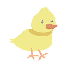 Cute Cartoon  Duckling on White Background