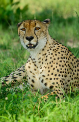 Naklejka na ściany i meble Male Cheetah, Sabi Sand Game Reserve, South Africa