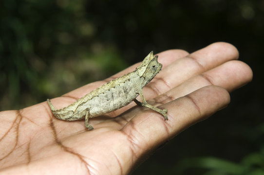 Pygmy leaf chameleon (Brookesia minima), Madagascar 