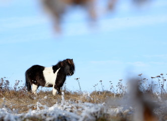 little big man, cute minipony standing alone in the snowy pasture