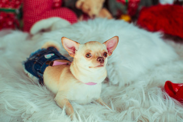 Little white chihuahua in jeans skirt lies on fluffy carpet