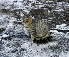 Grey cat sitting in the snow.