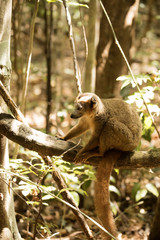  Crowned lemur, Eulemur coronatus, resting on a vine Ankarana Reserve, Madagascar