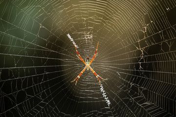 spider on the web