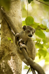 Young Crowned lemur, Eulemur coronatus, from a tree watching the photographer Ankarana Reserve, Madagascar