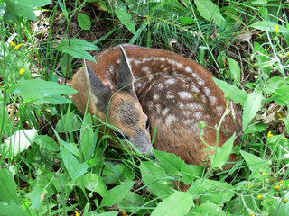 young deer
