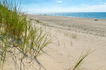 Sandy beach of the sea coast