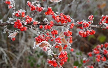 Vogelbeere - Vogelfutter