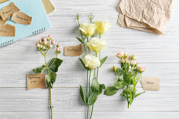 Collection of flowers on white wooden background