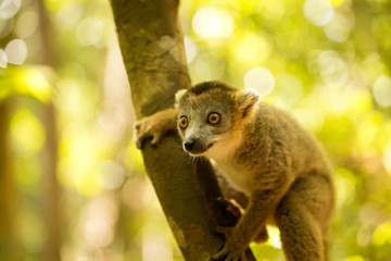 portrait Crowned lemur, Eulemur coronatus, Ankarana Reserve, Madagascar