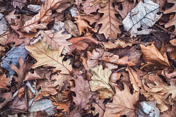 Autumn oak leaves background texture.