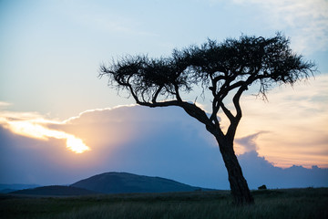 Safari in Africa