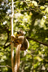 Young Crowned lemur, Eulemur coronatus, eating mango Ankaran Reserve, Madagascar