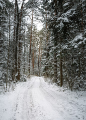 snowy road between forest of white firs and pines