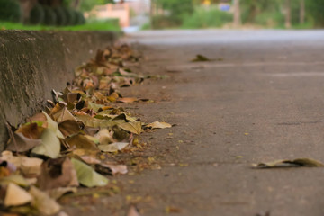 Falling leaves on the ground. Autumn leaves background