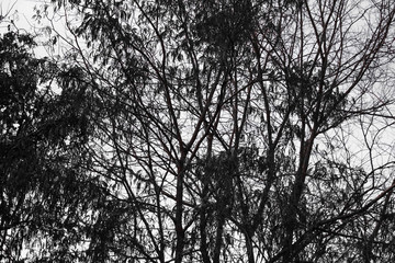 Silhouette of tree branches background