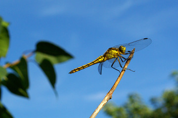 Libellule jaune dans les Alpilles