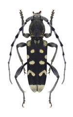 Beetle Paraclytus sexguttatus on a white background