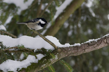 Mésange noire sur une branche
