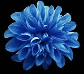 Fototapeta na wymiar flower light blue dahlia isolated on black background is no shade. Suitable for designers. Closeup.