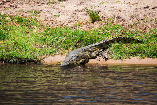 Crocodile lies on the bank of lake
