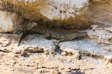 Crocodile lies on the bank of lake
