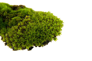 Obraz premium Green moss