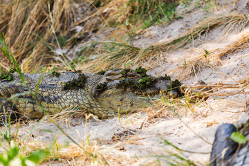 Crocodile lies on the bank of lake

