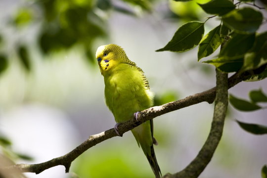 Budgerigar perched on branch, Queensland