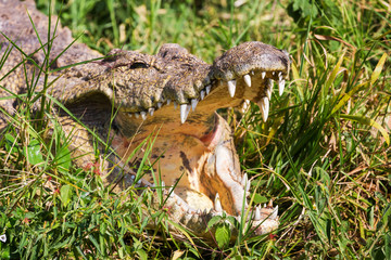 Crocodile lies on the bank of lake
