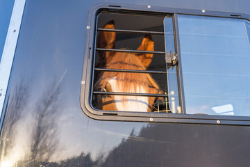 cheval dans le van