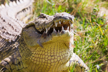 Naklejka premium Crocodile lies on the bank of lake 