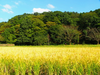 秋の田圃と林風景