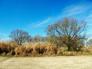 冬枯れの河川敷風景