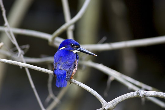 Tree Kingfisher, Queensland