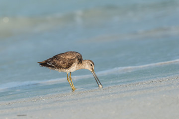 Short-billed dowitcher (Limnodromus griseus) wading in the shallow water and looking down into the water.