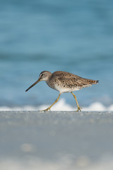 Short-billed dowitcher (Limnodromus griseus) wading in the shallow water and looking down into the water.