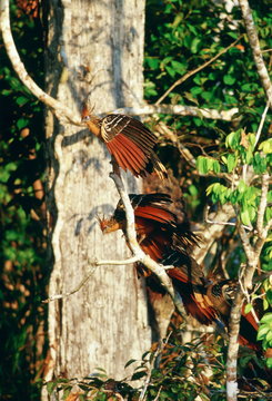 Hoatzin birds at Lake Sandoval, Peruvian Rainforest