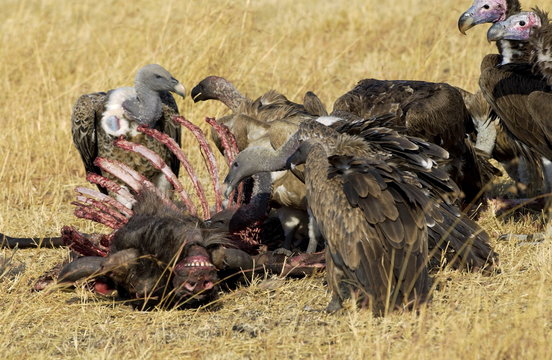 Lappet Faced Vultures feasting on an animal carcass, Grumet, Tanzania