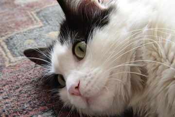 Primo piano gatto europeo 