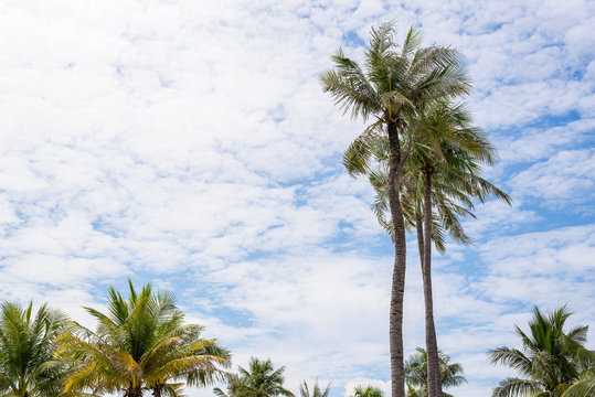 The coconut trees with blue sky and cloud background