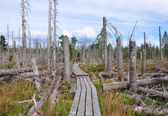 Totholz im Nationalpark Bayerischen Wald