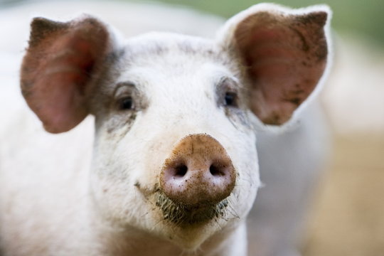 Gloucester Old Spot pig, Gloucestershire